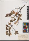 Foto von Salix glauca L. x Salix herbacea L. x Salix polaris Wahlenb.